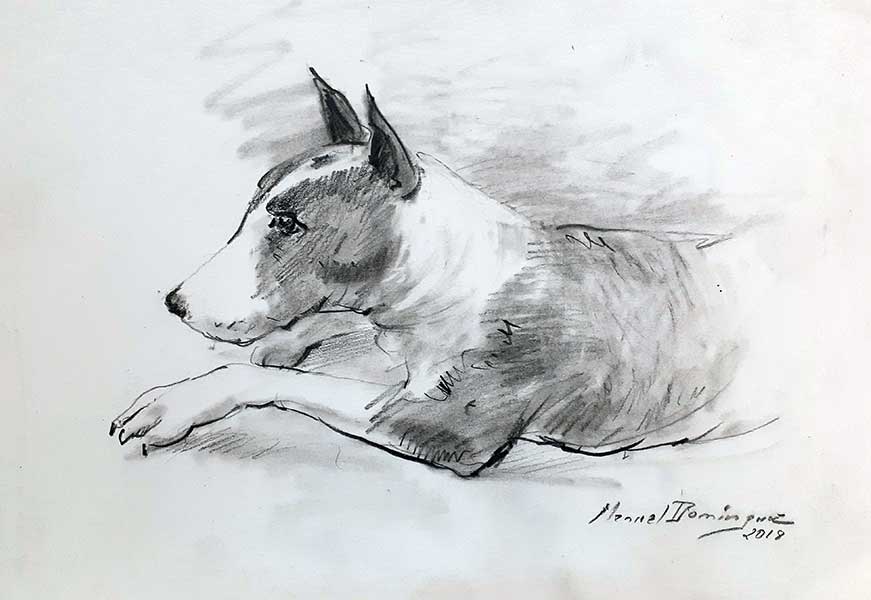 Bull Terrier.Drawing 10