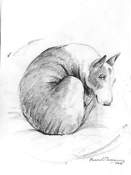 Bull Terrier.drawing 8