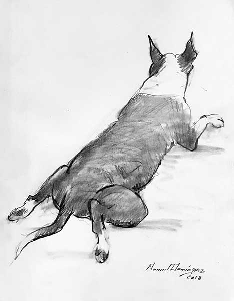 Bull Terrier. Dibujo a grafito- 9